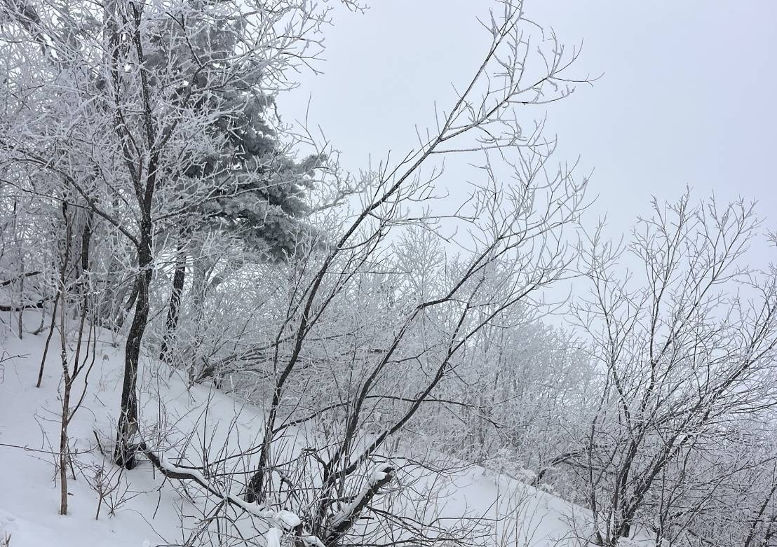 北海道滑雪場景